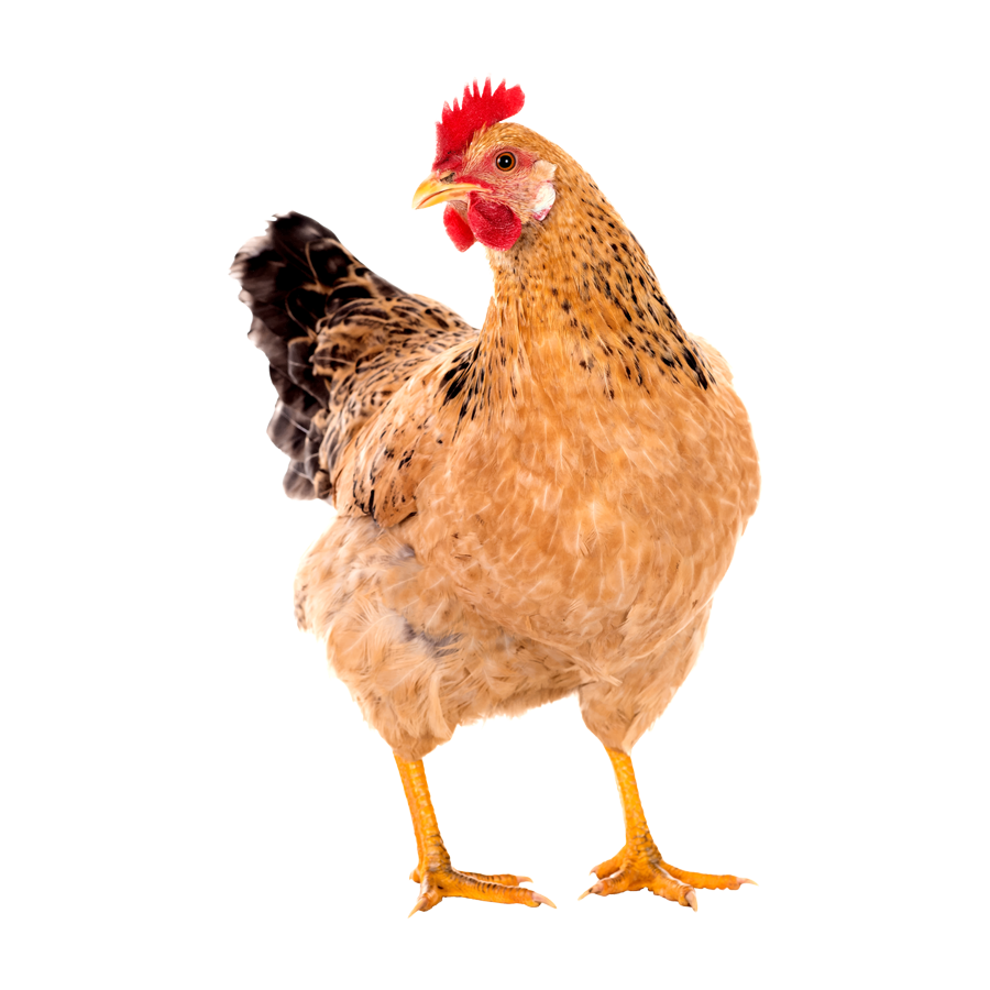 chicken product category