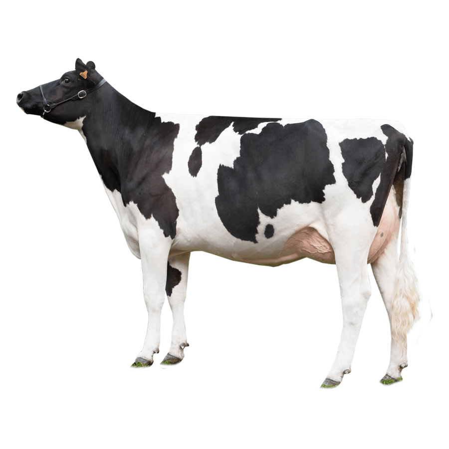 cow product category