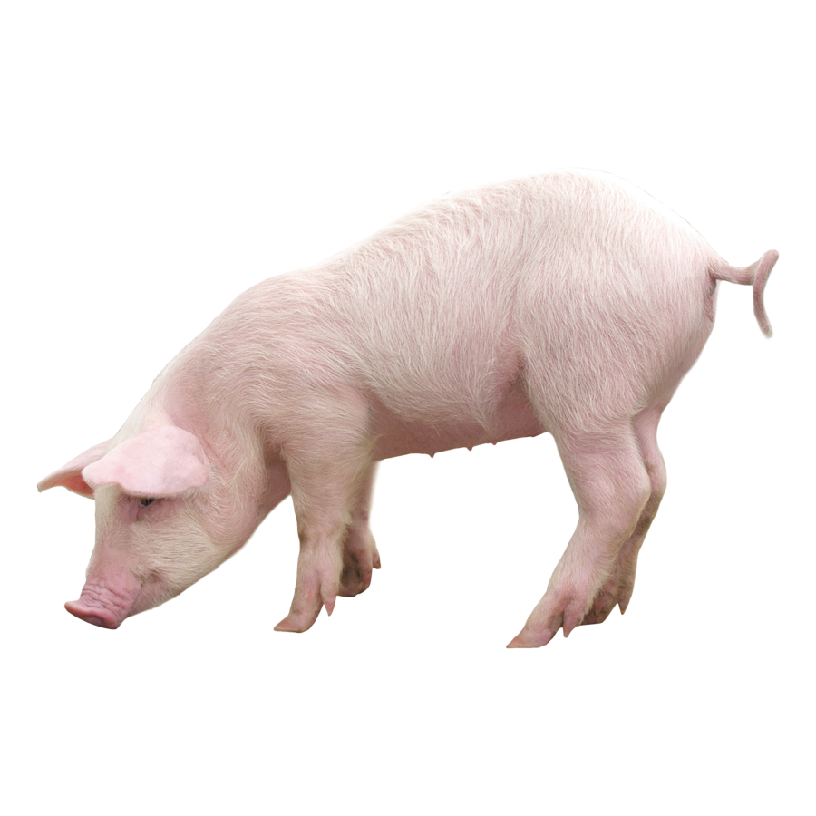 pig product category